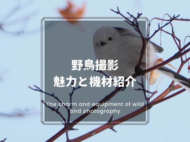 野鳥撮影の魅力と機材の紹介